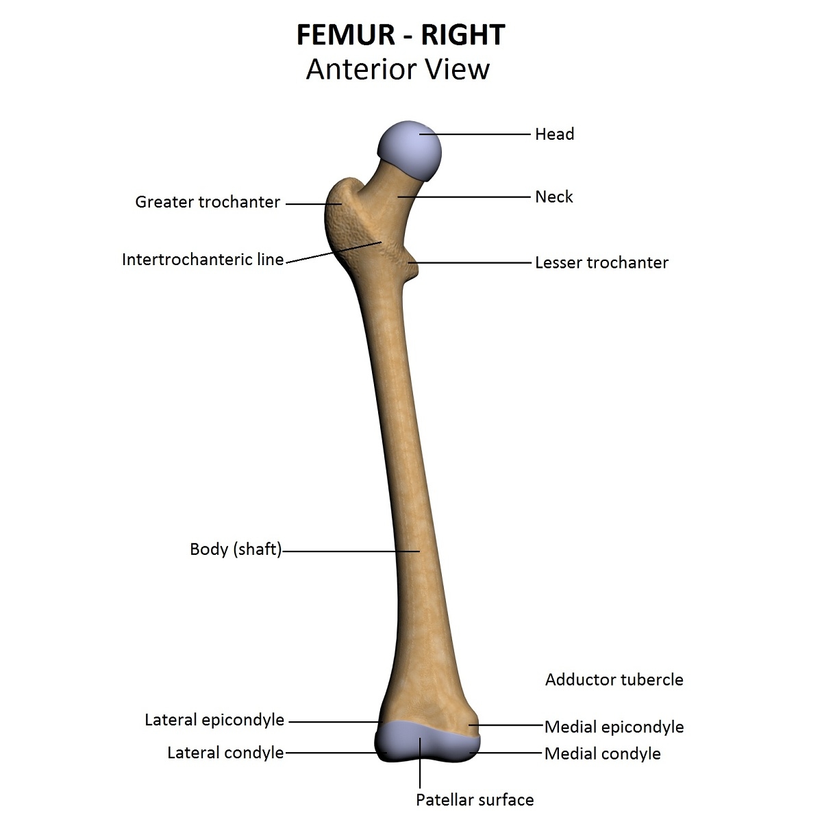 รวมกัน 101+ ภาพพื้นหลัง กระดูก Femur คือ สวยมาก