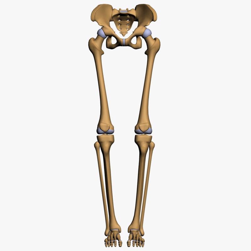 lower limb 3d w3d