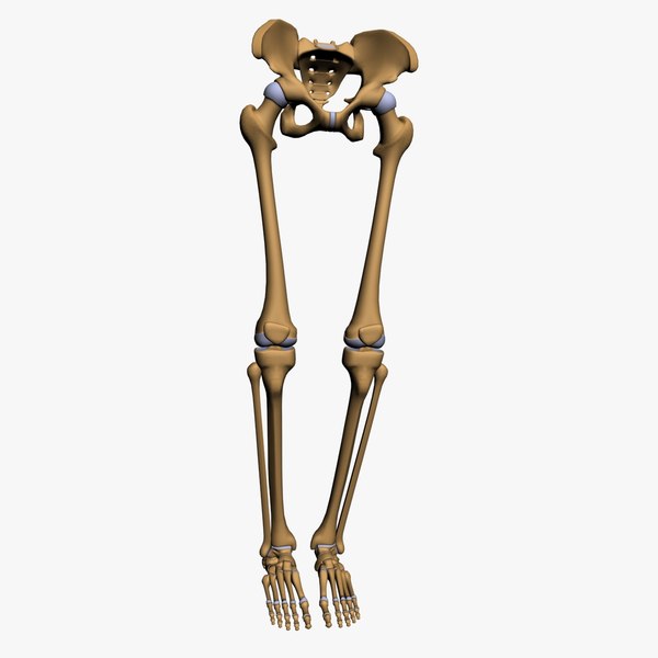 lower limb 3d w3d