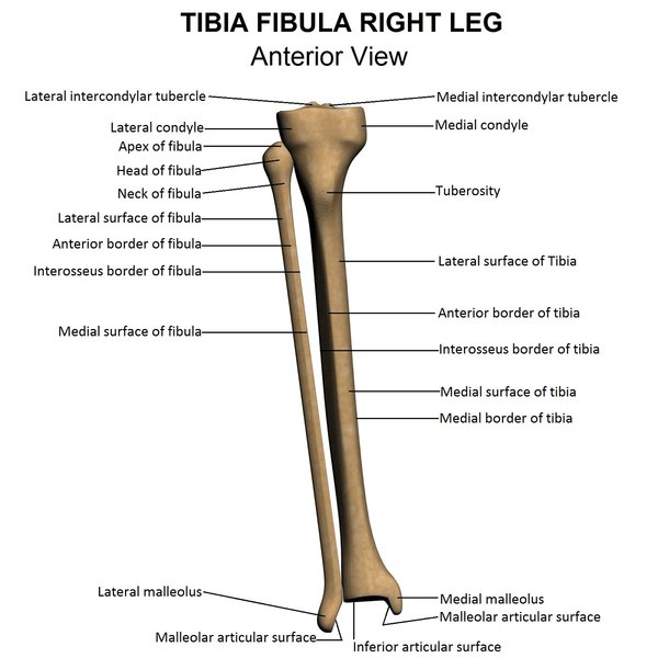 lower limb 3d w3d