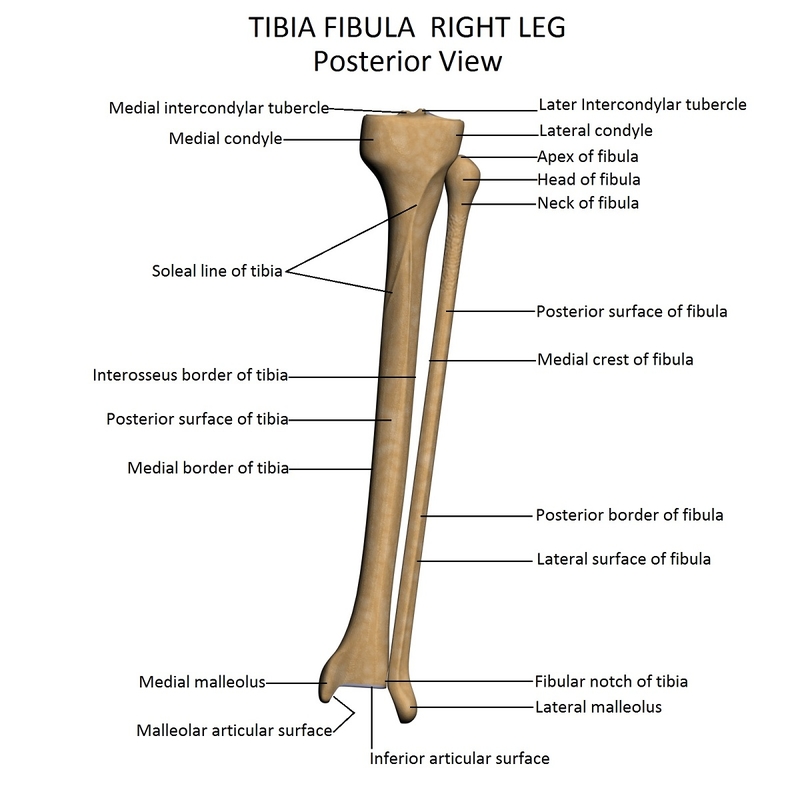 lower limb 3d w3d