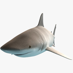 maya bull shark