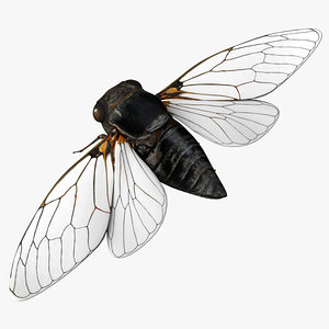 3d model cicada wing