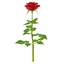 3d max rose flower