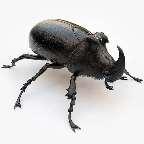 rhinoceros beetle