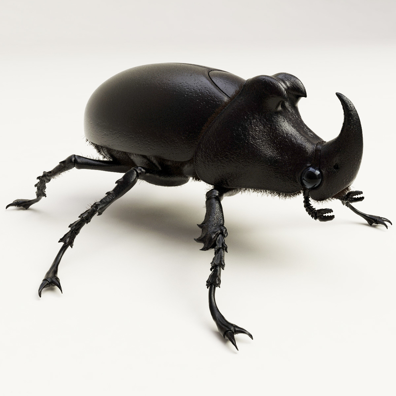 max rhinoceros beetle