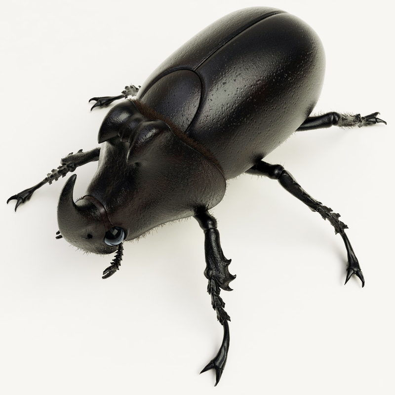 max rhinoceros beetle