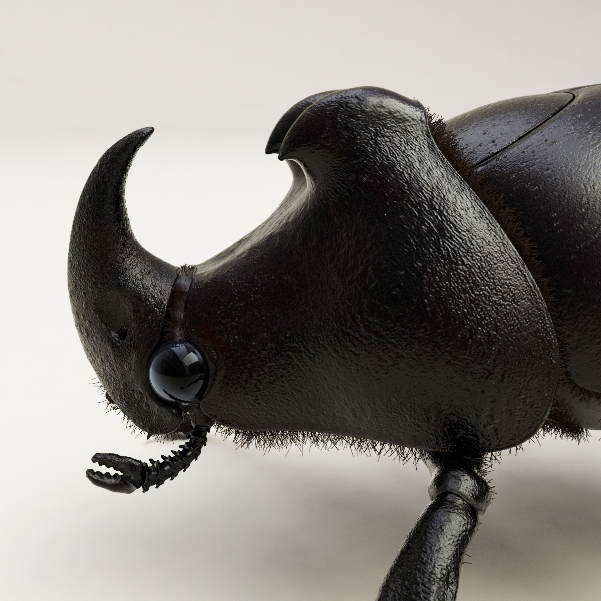 max rhinoceros beetle