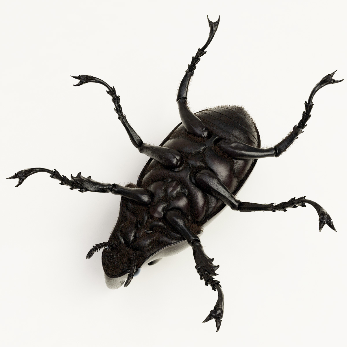 max rhinoceros beetle