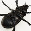 max rhinoceros beetle
