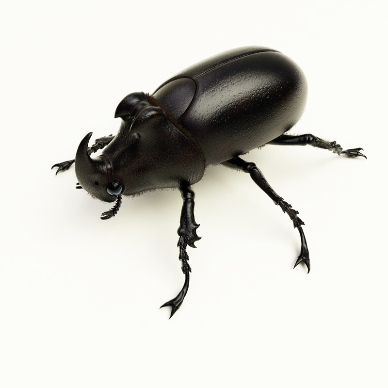 max rhinoceros beetle