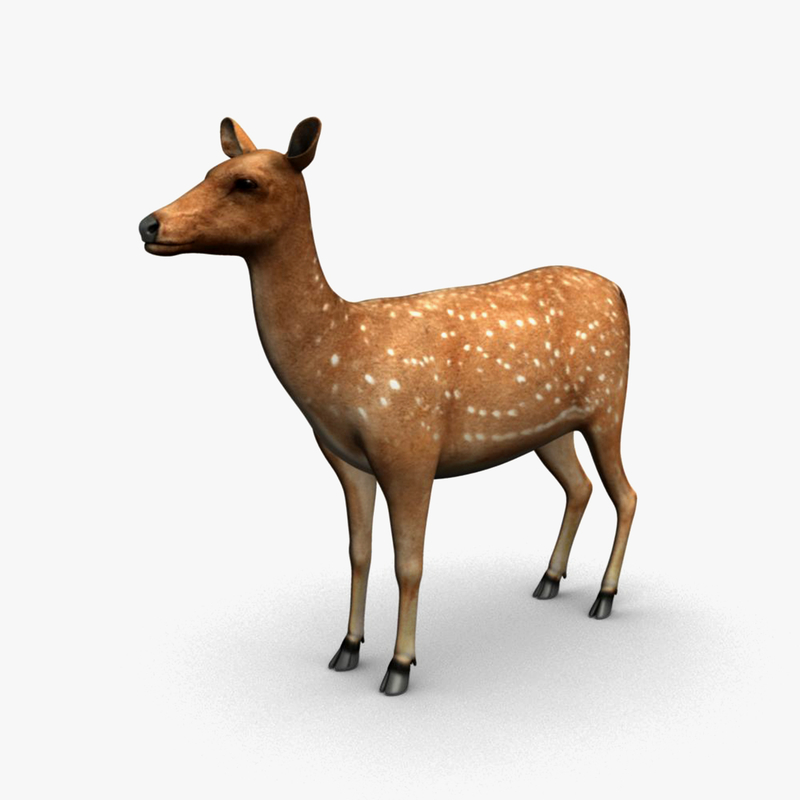 deer animation max