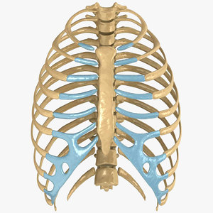 human rib cage 3d model