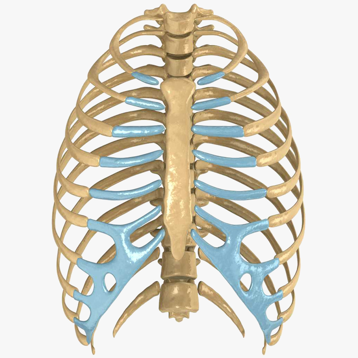 human rib cage 3d model