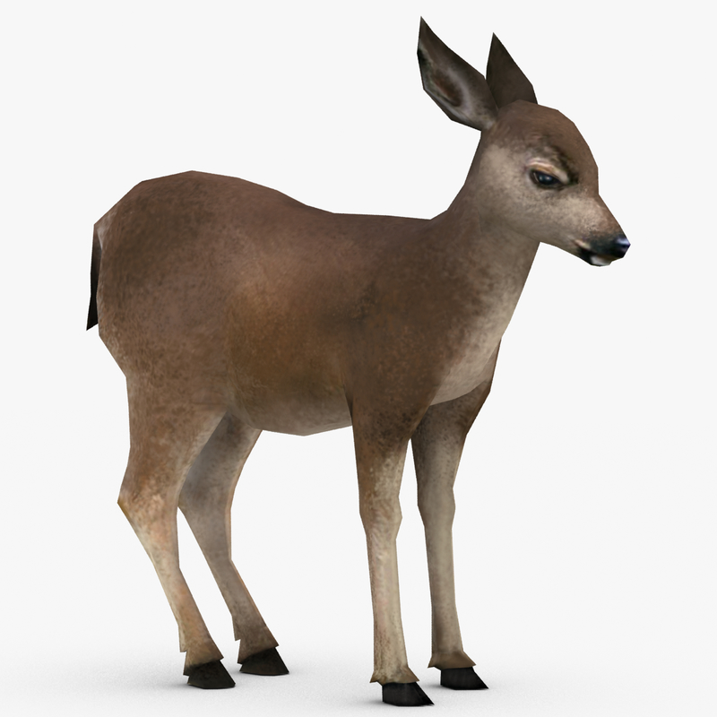 3d model deer fawn