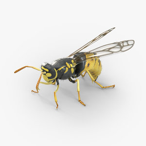3d wasp bugs