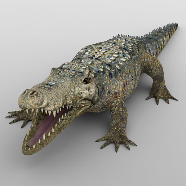 crocodiles alligator animal 3d model