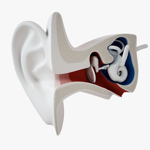 stylized ear inner 3d model