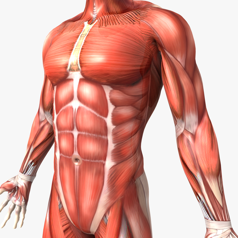 3d human male anatomy body