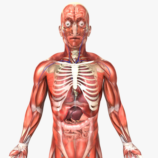 3d human body model for drawing