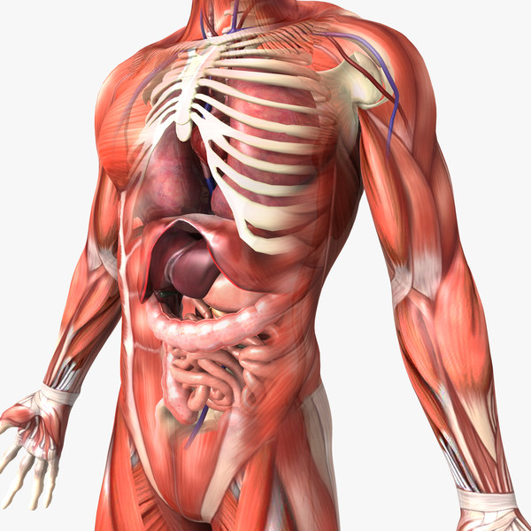 3d human male anatomy body