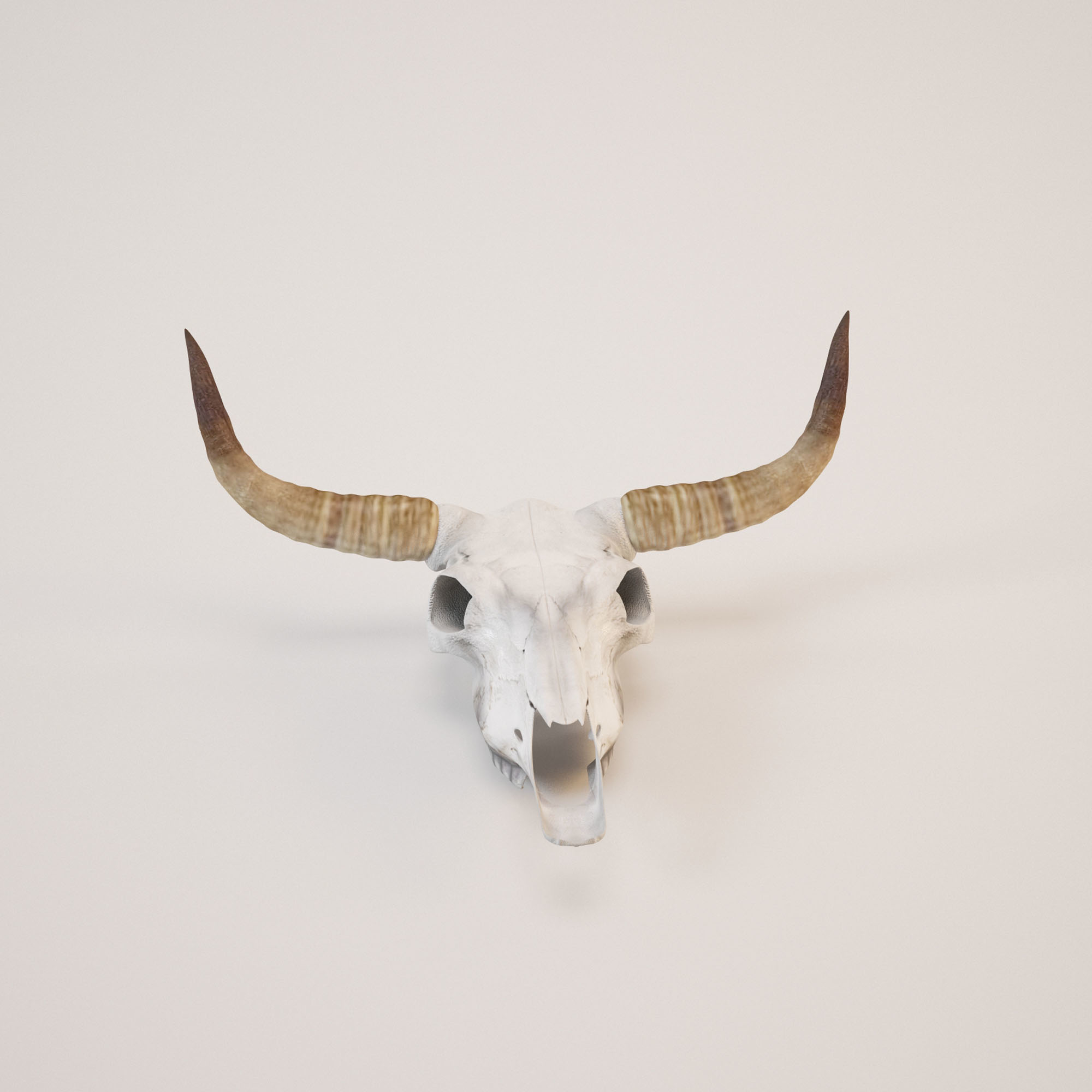 3d model cow skull