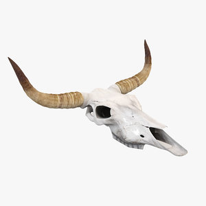 3d model cow skull