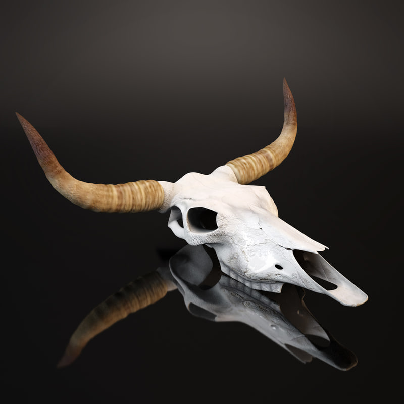 3d Model Cow Skull