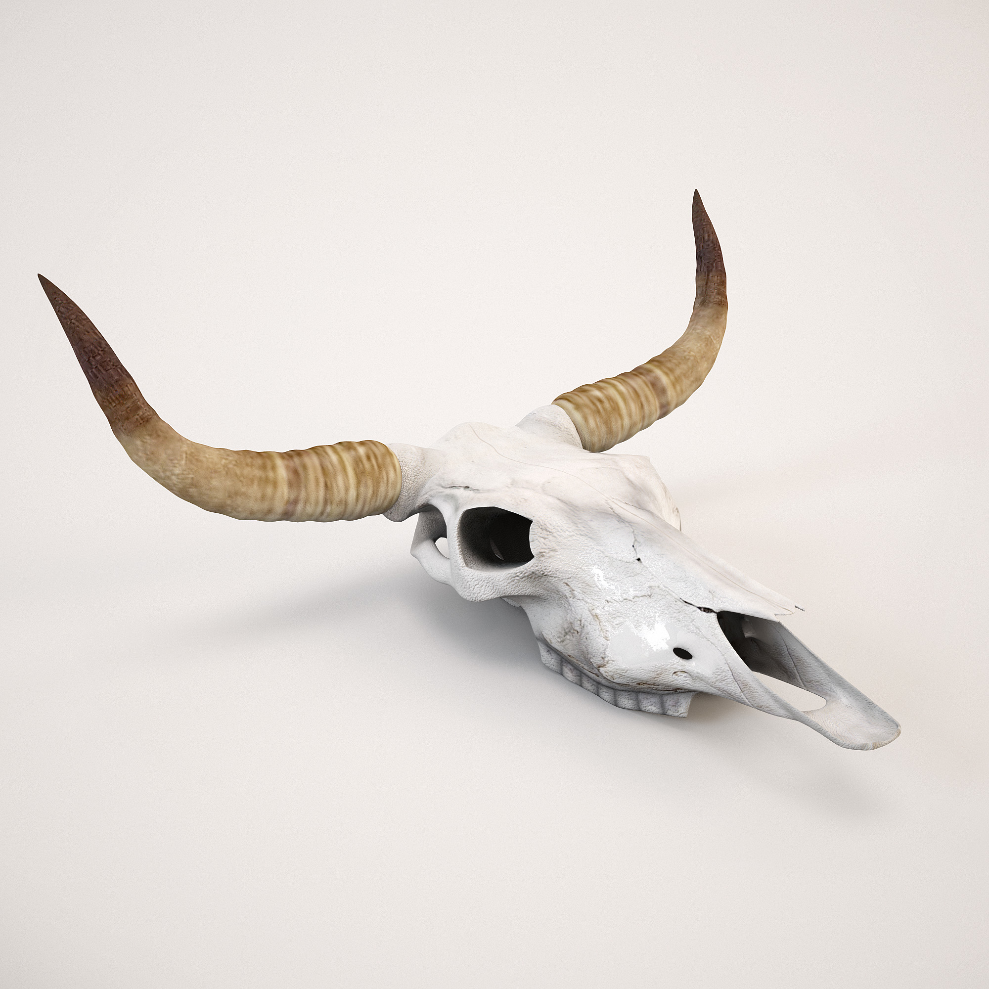 3d model cow skull