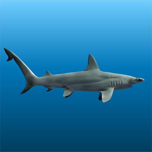 ma hammerhead shark