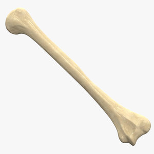 3ds max humerus bone