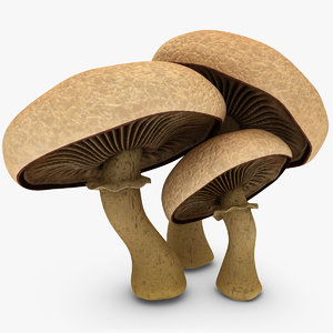 max portobello mushroom