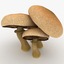 max portobello mushroom