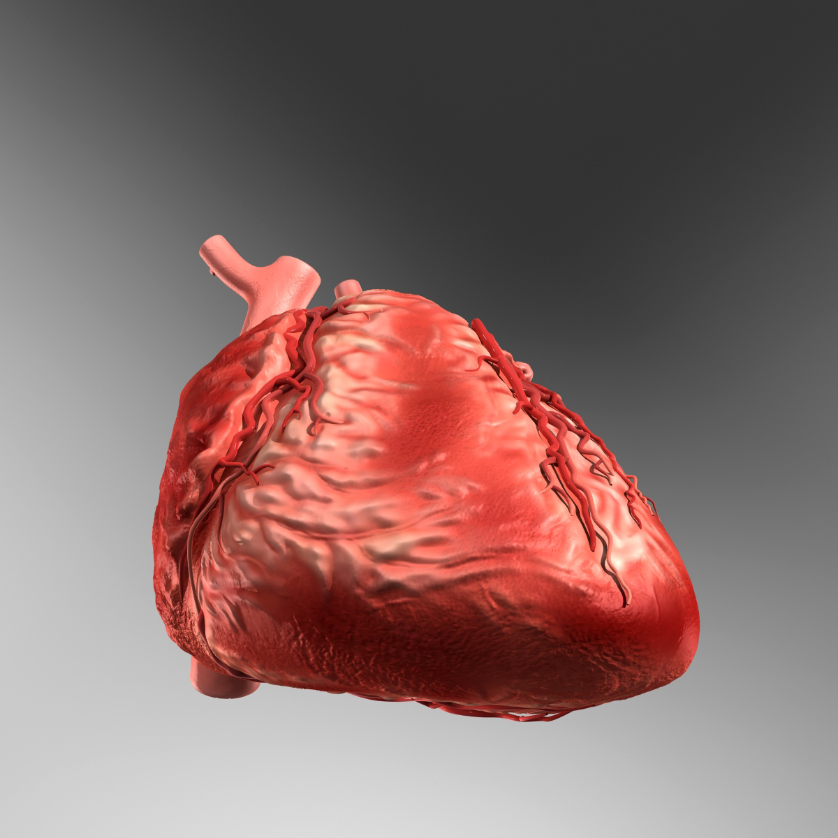 人的心脏3d模型