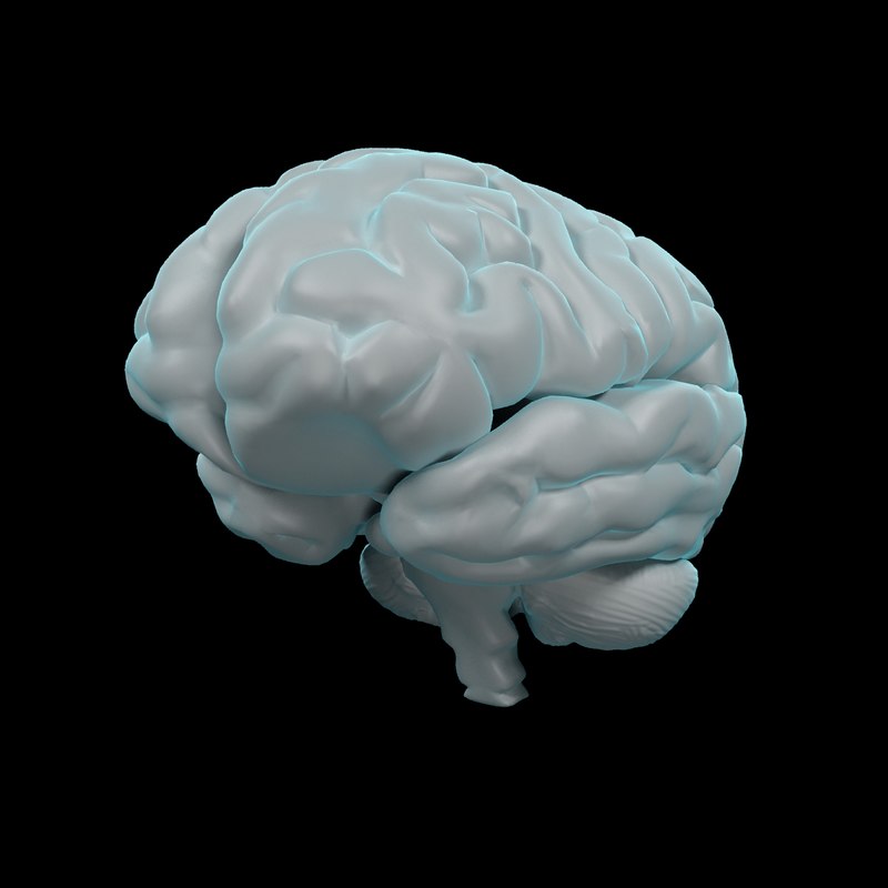 modelo 3d Cerebro Humano - Anatomía - TurboSquid 601783