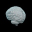 3dsmax human brain