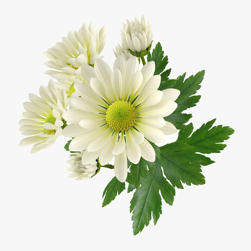 flower chrysanthemum 3d obj