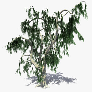 3d model realistic acacia tree