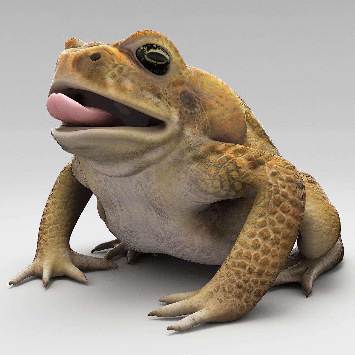 max frog cane toad