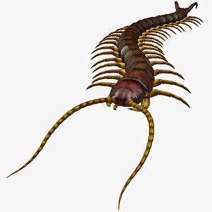 3d model of centipede modelled