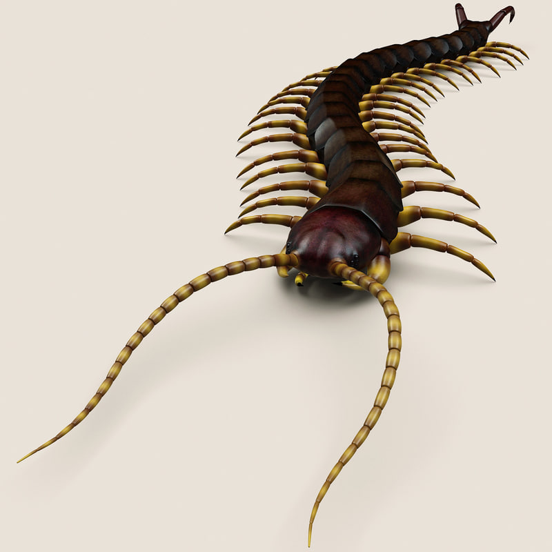 蜈蚣23d模型