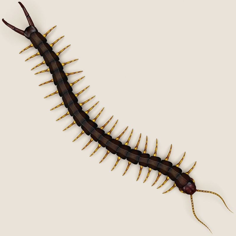 3d model of centipede modelled