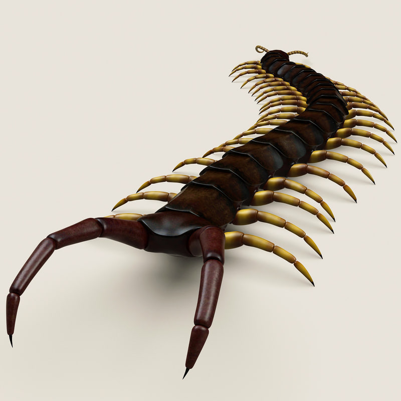 3d model of centipede modelled