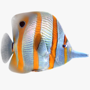 3d buterfly tropical fish model
