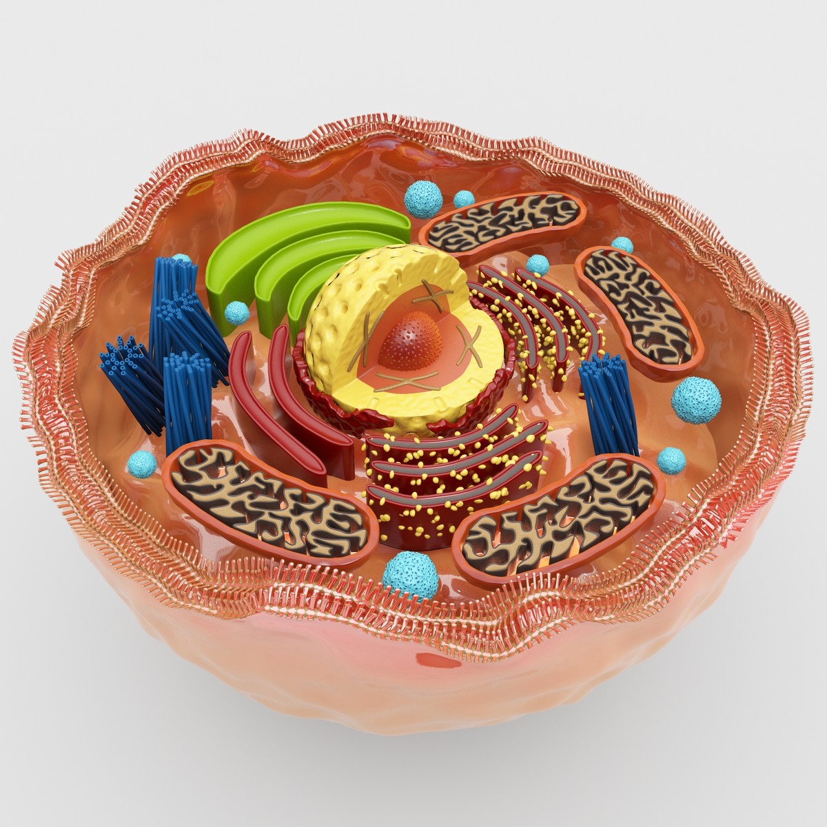 3d human cell