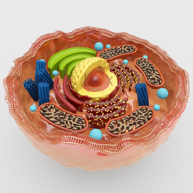 3d human cell