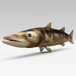 3d model barracuda fish