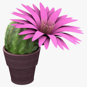 3d model cactus echinocereus grandis