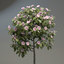 3d model small ornamental - tree