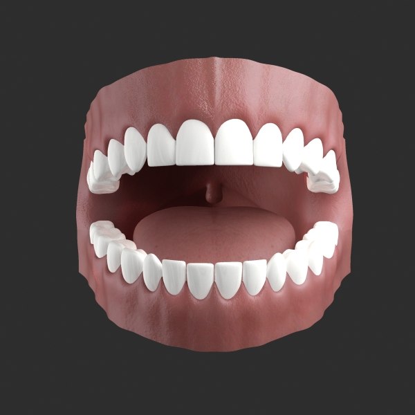 Зд зуб. 3d модель челюсти человека.